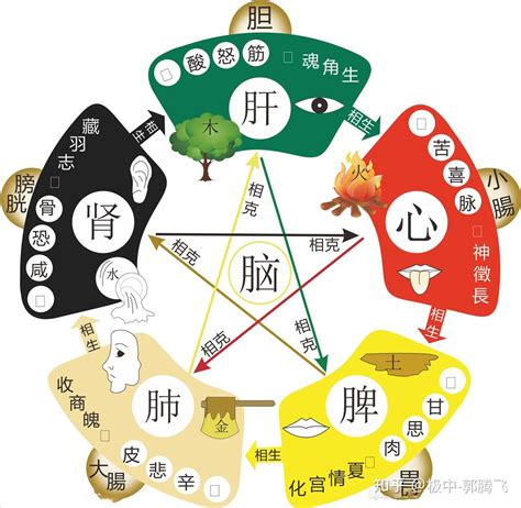 木和水的关系|郭极中：解析五行（木、火、土、金、水）相克的理论。